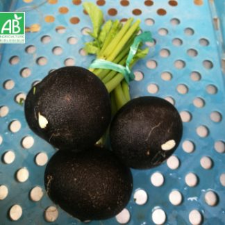 radis noir botte bio