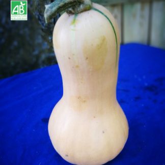 Butternut bio