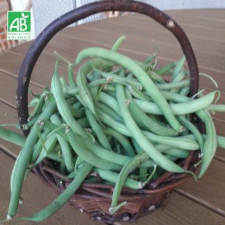 haricot_mange_tout bio