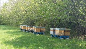 Luc Franc apiculteur bio arriège