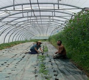 Jardins du Buréou maraicher bio haute garonne