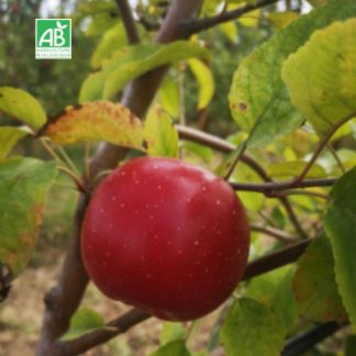 pommes dalinette- bio