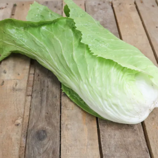 Laitue_Pain_de_sucre