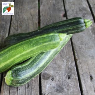 Courgette_aquaponie