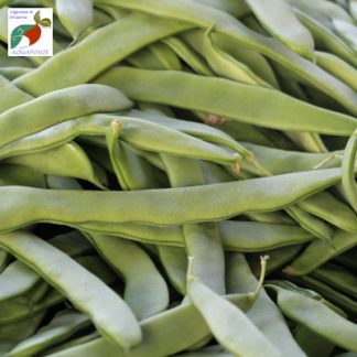 Haricot_vert_plat_aquaponie