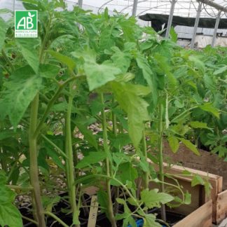 Plant Tomates Cerises Bio