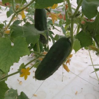 Plant_Concombre - Type Noa_bio