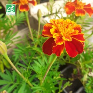 Plant_oeillet_dInde_bio