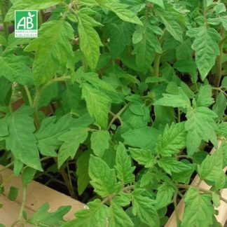 Plants_tomate_merveille_des_marchés_bio