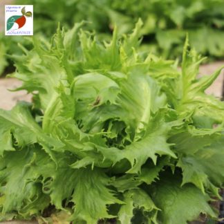 SaladeReinedesGlacesAquaponie