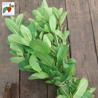 menthe_aquaponie