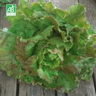 Salade_carmen_bio