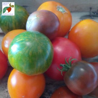 Tomates primeurs_aquaponie