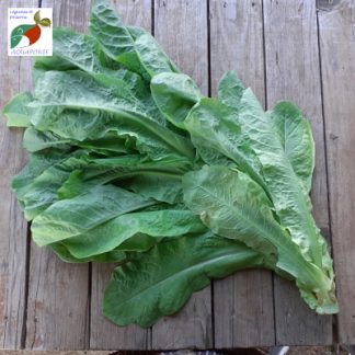 Celtuce_laitue_asperge