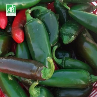 Piment_Japalenos_bio_kilo