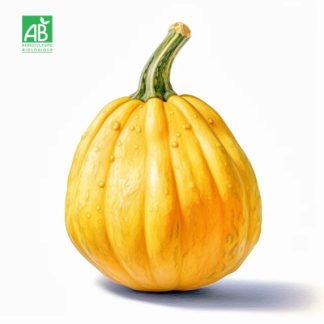 courge_patidou_bio