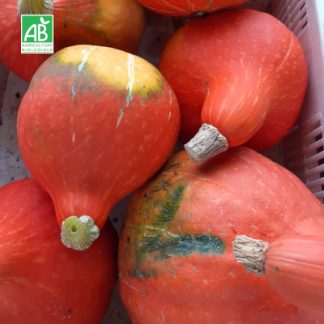 courge_potimarron bio