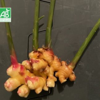 gingembre_frais_bio