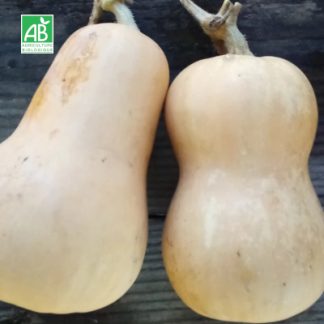 Courge_butternut bio
