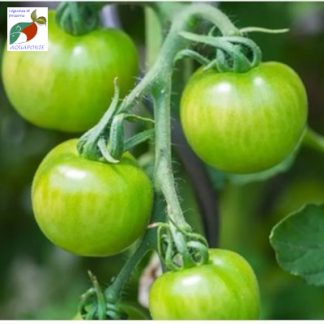 Tomates_verte